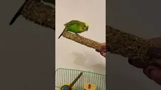 Кеша и кукуруза