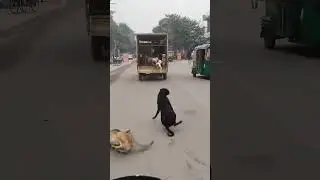animal # save # life#