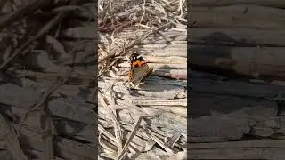 Butterfly Footage
