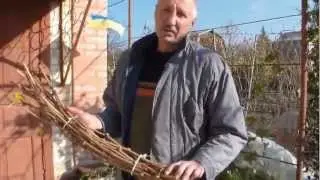 Виноград Заготовка и хранение виноградных черенков