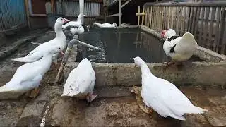 Ternak entok
