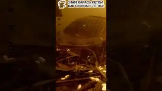 Карась летом,знай и лови! 