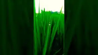 IPHONE 16 PRO MAX VIDEO TEST