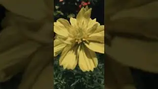 CINEMATIC PAKAI HP JADUL IPHONE 6S