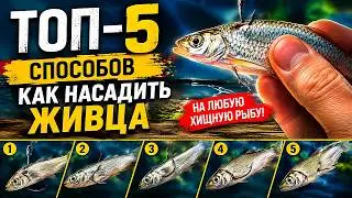 TOP 5 popular ways to bait a fish with live bait.