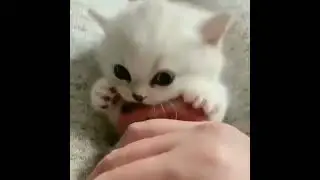 Не кусь, а просто кусик

Пожалуйста, сделайте вид, что вам жутко больно, это его первый кусь.

