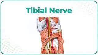 Tibial Nerve Anatomy Animation : Origin, course, Branches, Tarsal tunnel syndrome | USMLE Step 1