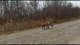 ЛИСА