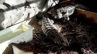 Best record of matin tegu ever