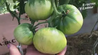 ЧТО С ЗАМЕРШИМИ ТОМАТАМИ / БУДЕТ ЛИ УРОЖАЙ / ОБЗОР ТОМАТНОЙ ТЕПЛИЦЫ