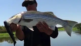 HARD PLASTICS ... FOR DELTA STRIPERS!