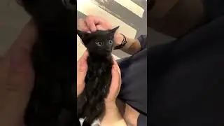 Kitten TALKING!!
