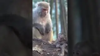 Папа вам не мама😬