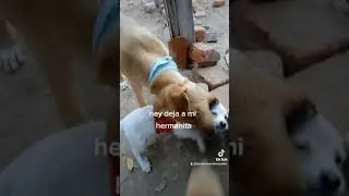 Bingo el gran tío.