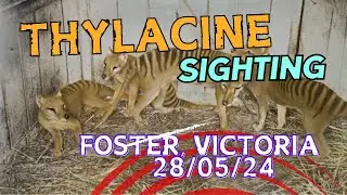 Thylacine sighting 29/05/24 ( last night ),11.00pm Foster, Victoria with Peter