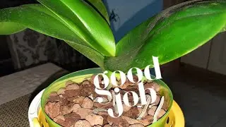 Как "омолодить" старый фаленопсис😊1-й способ.