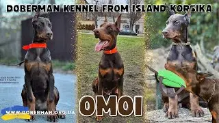 Omoi in Action: Elite Doberman Training from From Island Korsika #DobermanProtection
