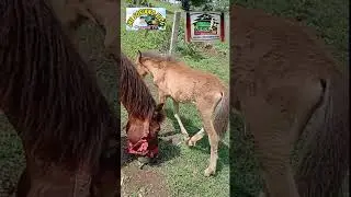 #Terra Verde Eco farm #youtuber #facebook #tiktok