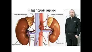 Надпочечник – информация от доктора Голода