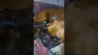 #немецкийбоксер щенки/малыши после родов