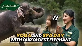 Mandai Monthly: Yoga with Komali 🐘