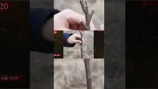 Секатор для прививки деревьев 🇺🇦❤🇷🇺