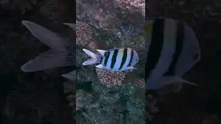 Обыкновенный абудефдуф 