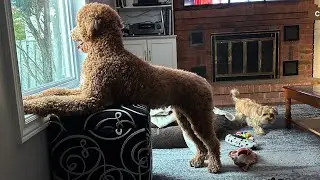 Day in the life of a Poodle & Yorkie Poo