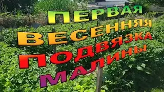МАЛИНА Первая весенняя подвязка малины