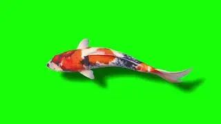 Greenscreen | Animal | Fish 🐟