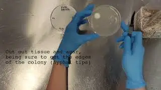 Inoculate Grain Bags with Agar Cultures for Mycology 101