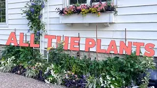 How I planted the skinny front border + window box 🌿