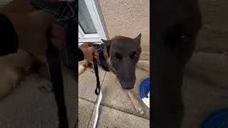 @gun-dog-tv #chien #dog #video #malinois #animaux #viral #youtubeshorts