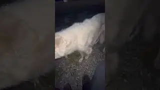 Выпустил собак на прогулку