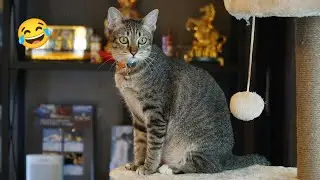 CATS FUNNY CUTE VIDEOS 🐾286