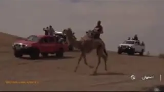 مسابقه عجیب شتر موتور سواری در اصفهان