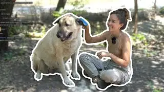Brushing Out Livestock Dogs :) - 6/26/23