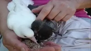 How to hand feed baby pigeons. Orphaned fantail pigeons. Pigeons paons orphelins