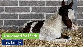 Abandoned foal finds new family