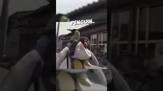 This independent penguin buys his own fish ❤️ 