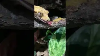 Are We Feeding Our Crested Geckos Correctly?