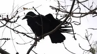 Crow settling down after a bath