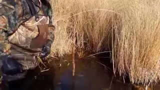 Muskrat Trapping made simple.