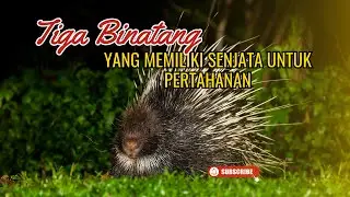 Tiga binatang yang memiliki senjata untuk pertahanan - Online Zoo