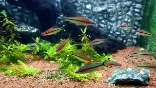 discus fish colour      ..just amazing