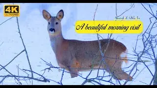 A beautiful morning visit from a deer| Swedish winter 4K