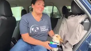 Carter Subaru Pet Accessories with Saving Great Animals