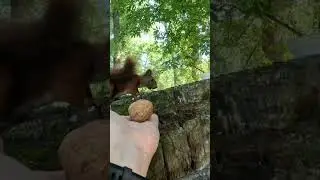 Нова білка.... бурундук...  чи потрібна білкам поілка?