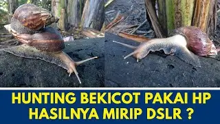 Hunting Foto Bekicot Couple So Sweet | Hunting Macro Photography Using Smartphone