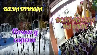 МАРТ/ Как на даче сейчас/ ВСЯ рассада на окне!